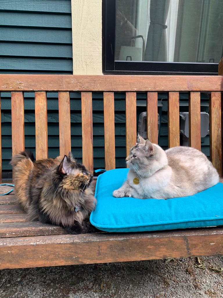 Cats relaxing on bench